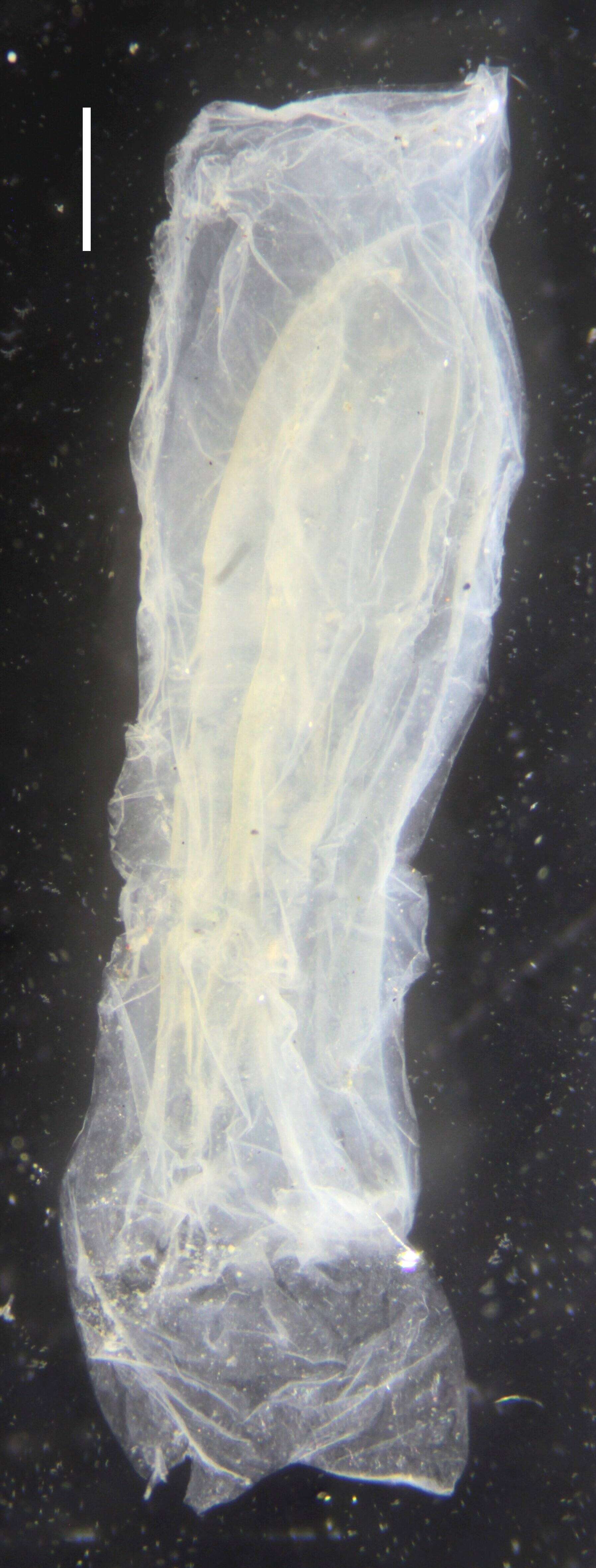 Image of Sulculeolaria monoica (Chun 1888)