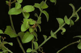 Image of Crossopetalum uragoga (Jacq.) O. Kuntze