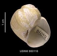 Image of Falsilunatia benthicola (Dell 1990)