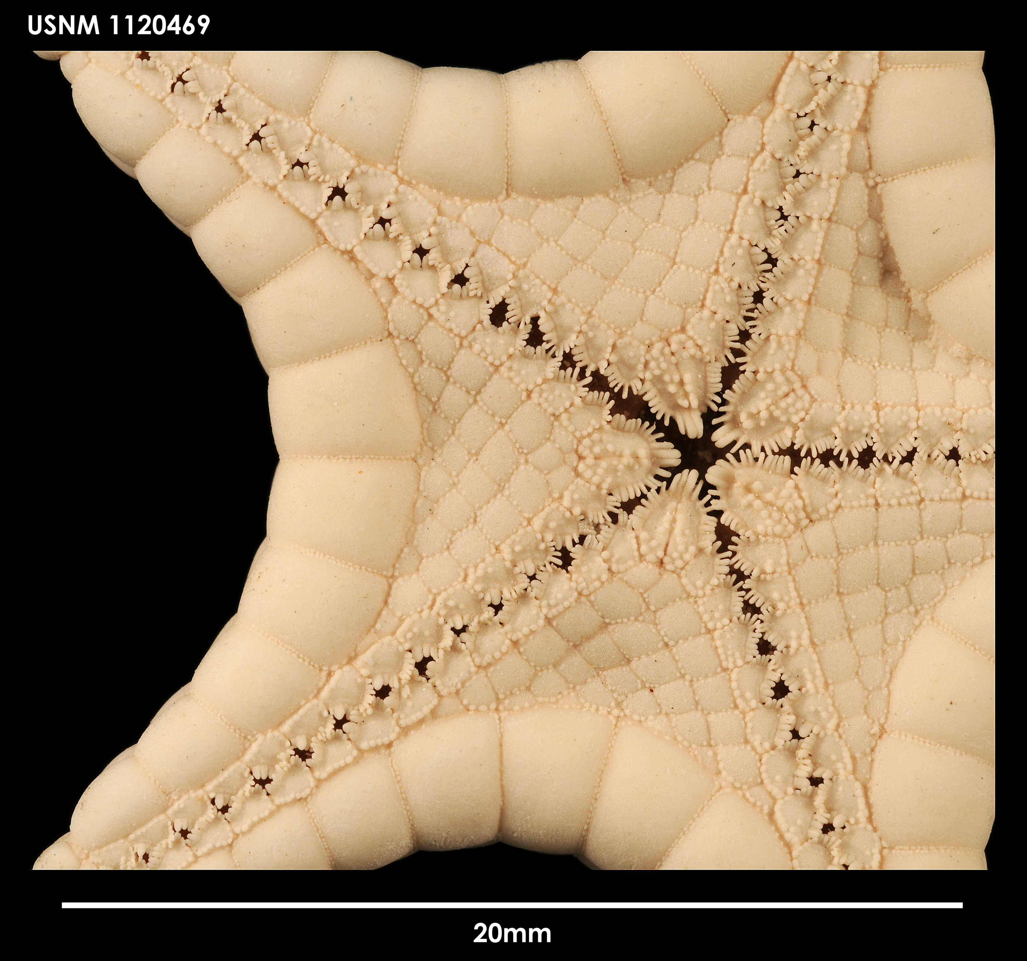 Image of Lithosoma novaezealandiae McKnight 1973