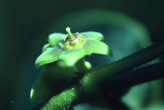 Image of Matelea maritima (Jacq.) Woodson