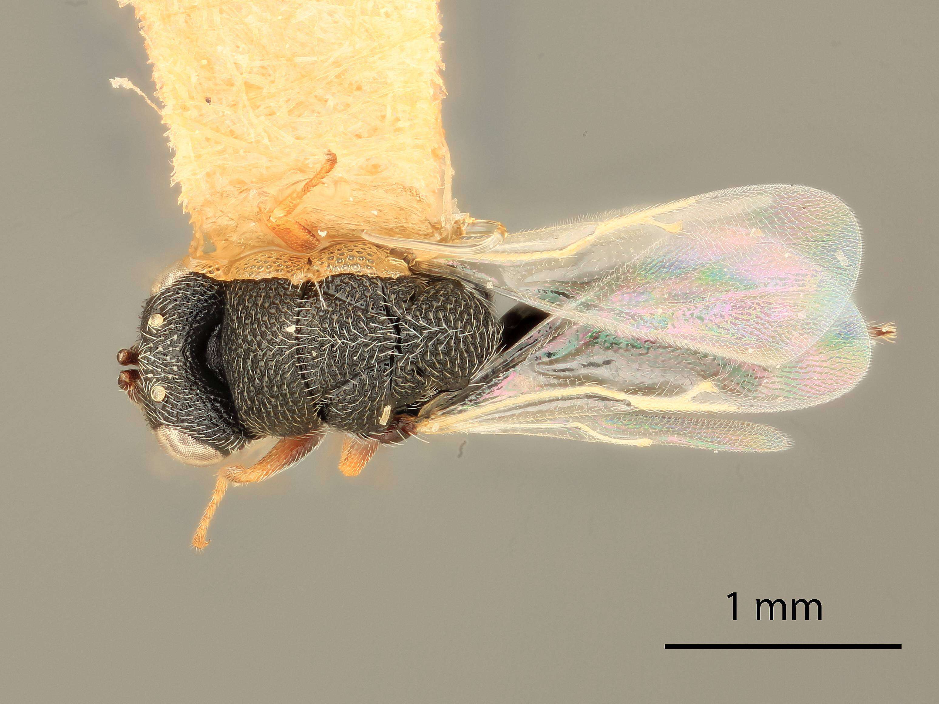 Image of Eurytoma pallustris Bugbee 1982