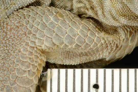 Image of Holmberg's Desert Tegu