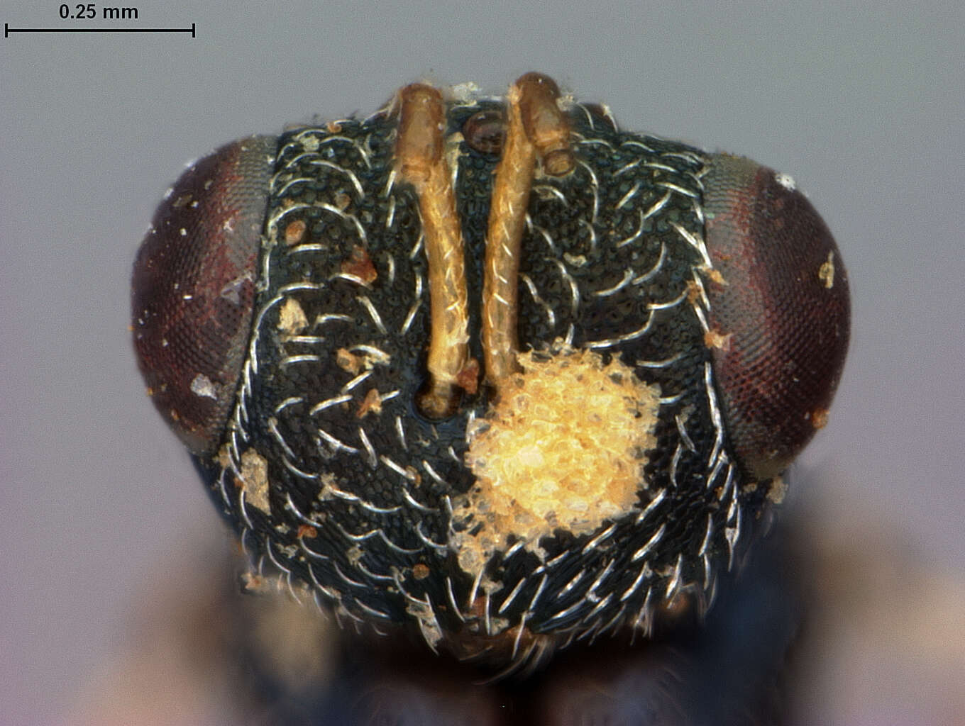 Oxysychus callidii (Ashmead 1896) resmi