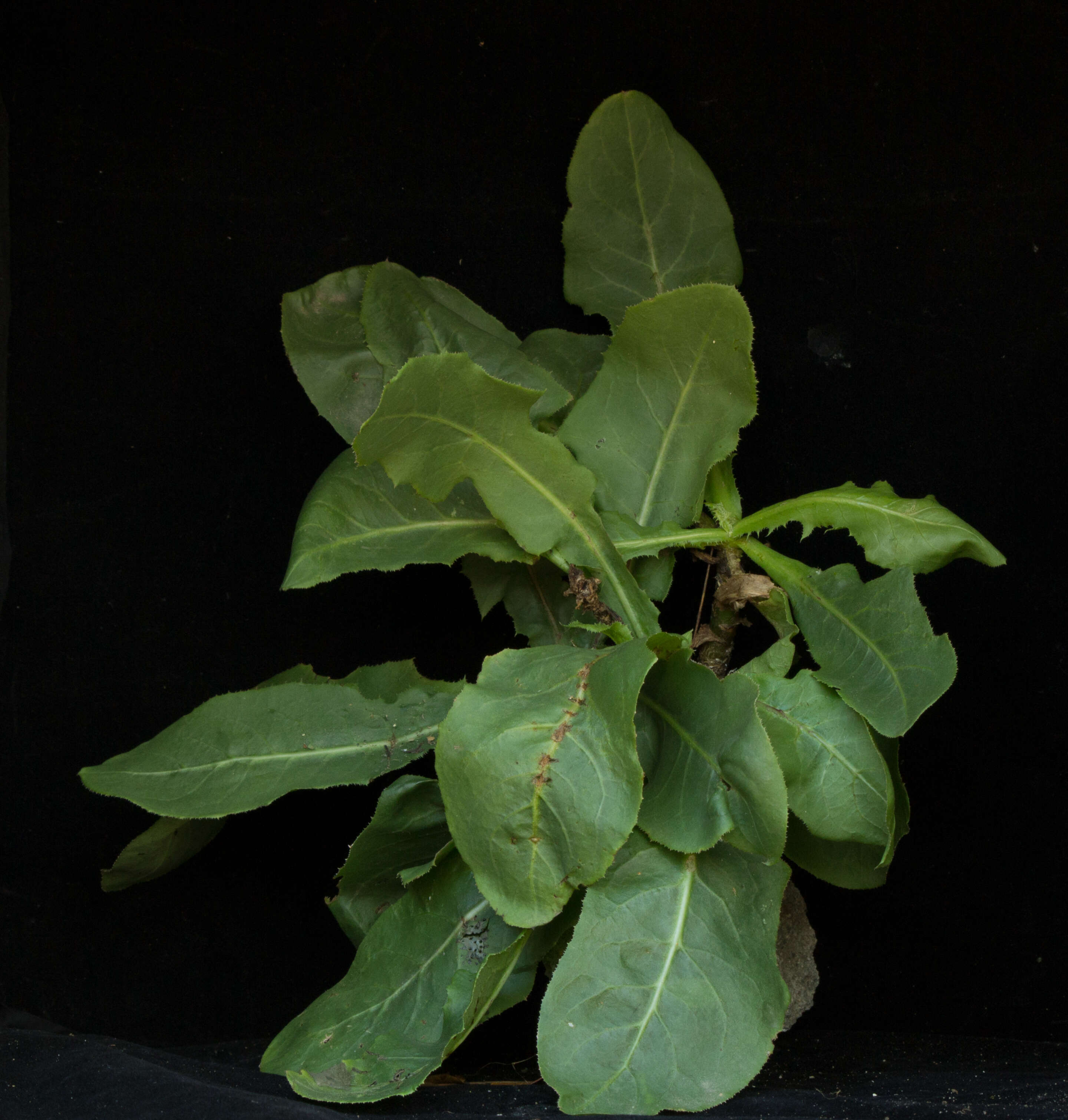 Image of common sowthistle