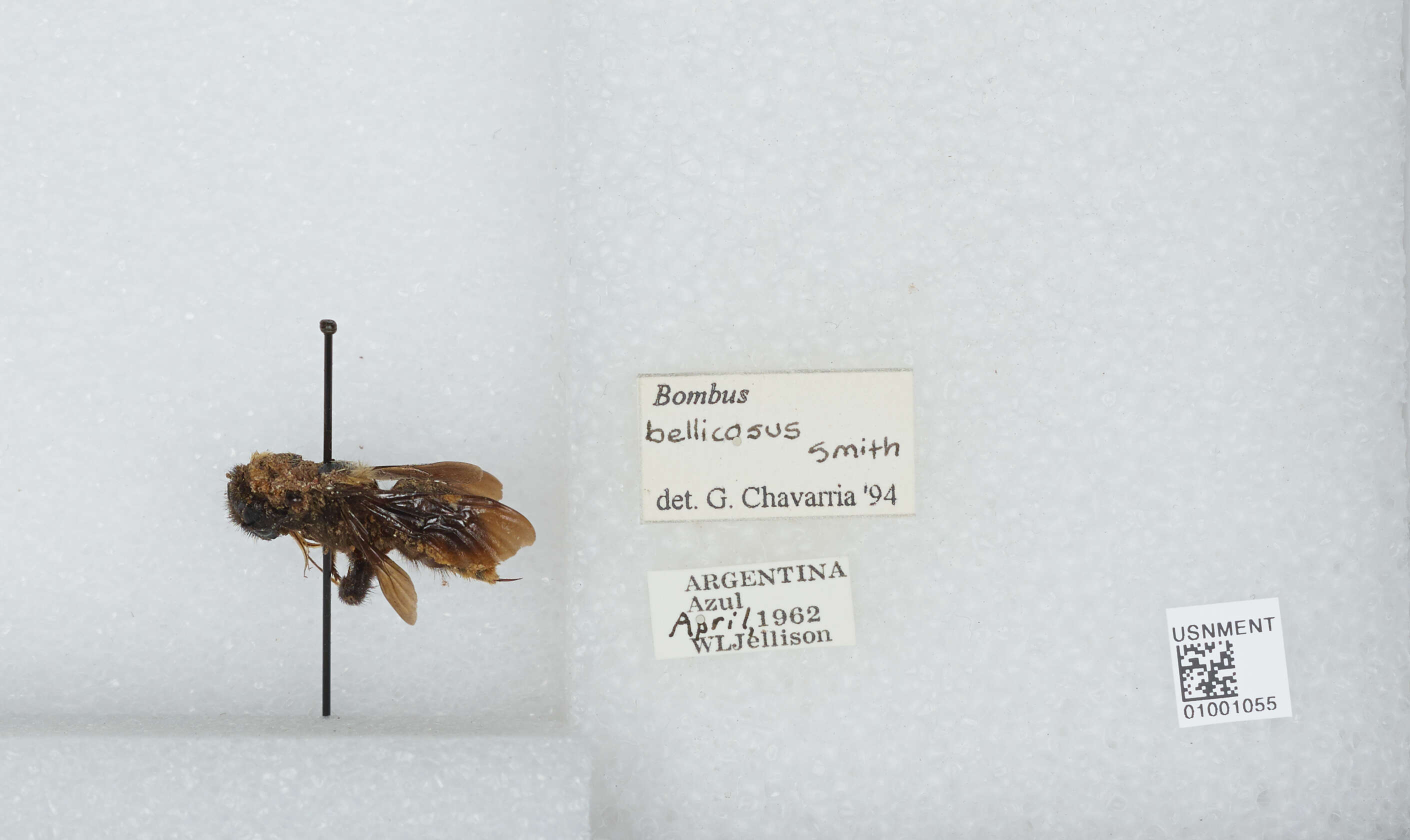 Imagem de Bombus bellicosus Smith 1879