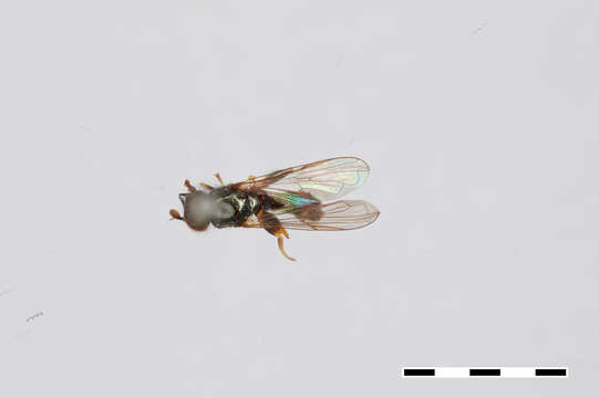 Image of Ascia metallica Williston