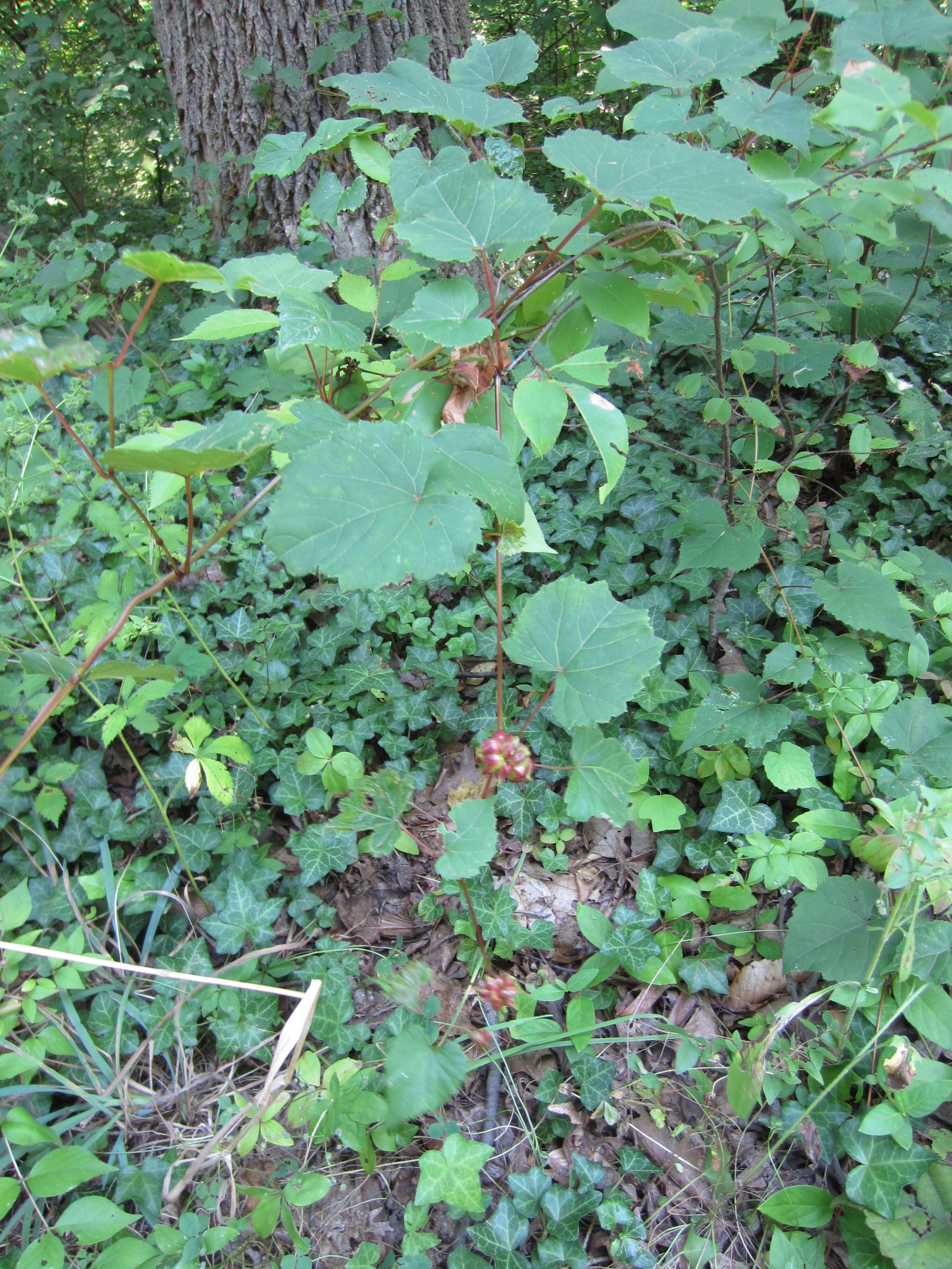 Image of Ampelopsis heterophylla var. vestita Rehd.