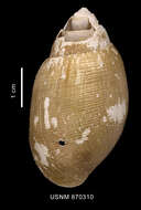 Image of Neactaeonina edentula (R. B. Watson 1883)