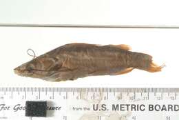 Image of Striped catfish