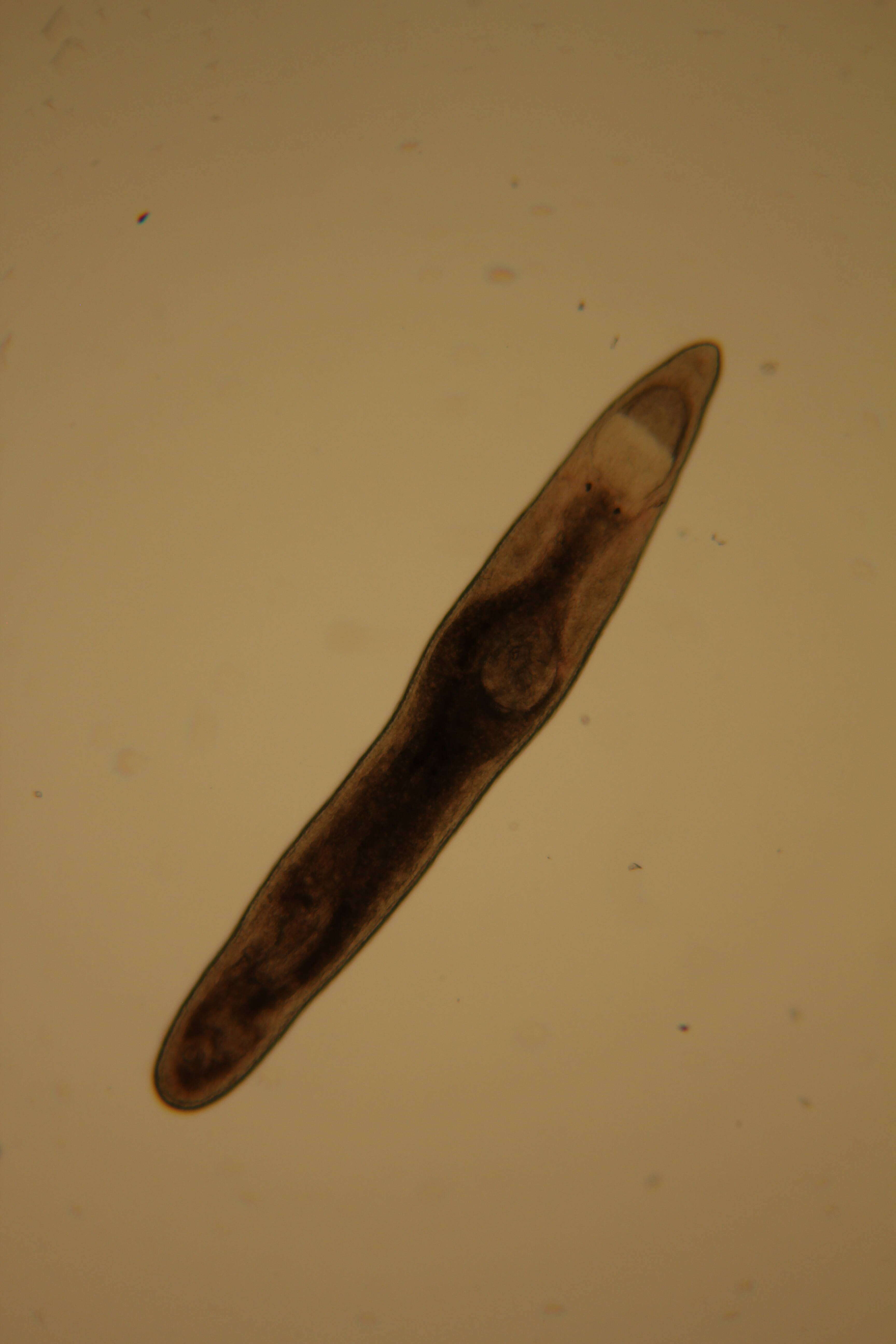 Image of Rhabdocoela