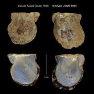 Image of Atlantic pearl-oyster