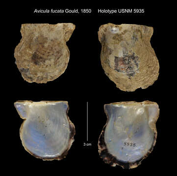 Pinctada imbricata Röding 1798 resmi