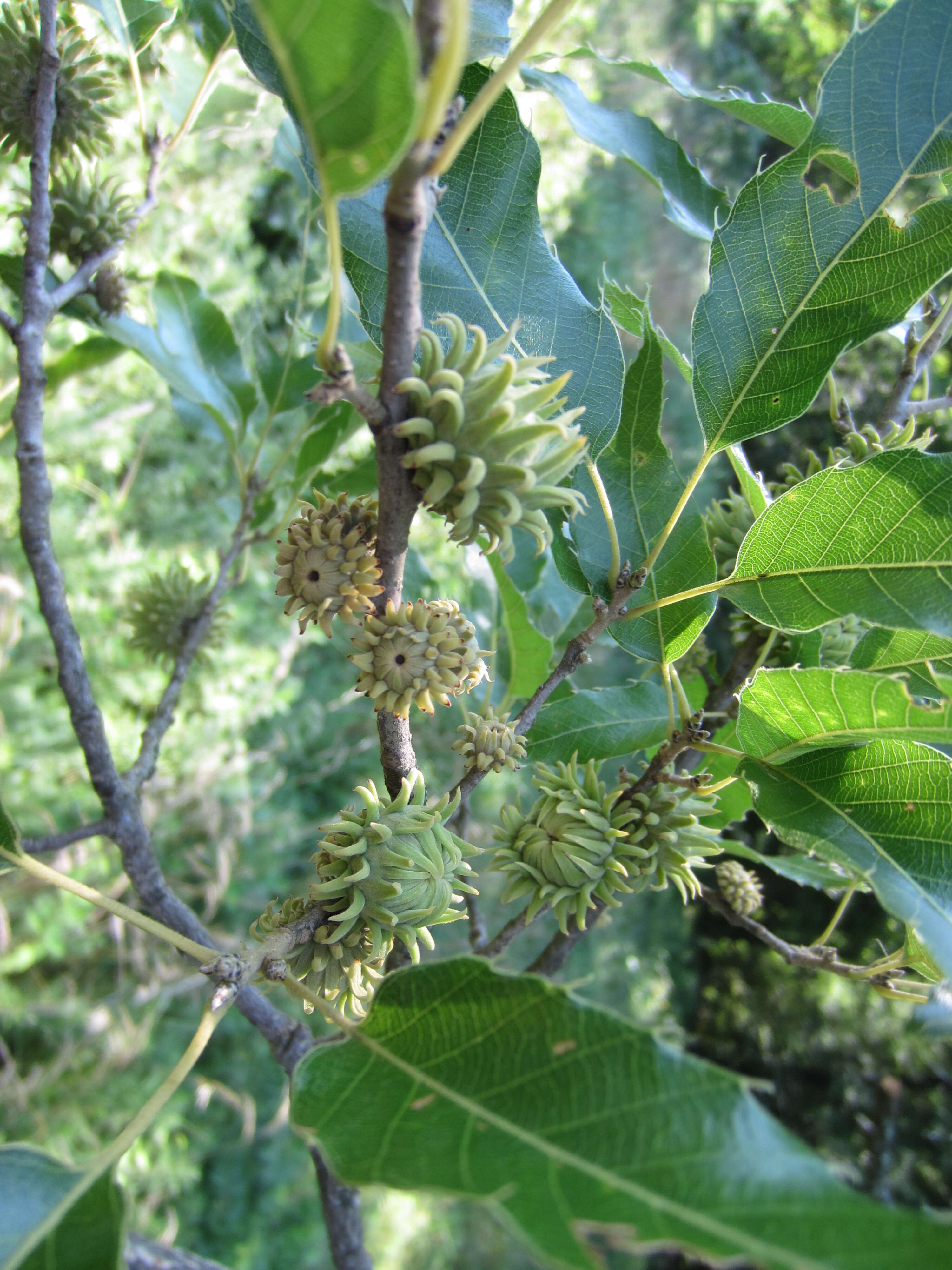 Image of Saw-tooth Oak