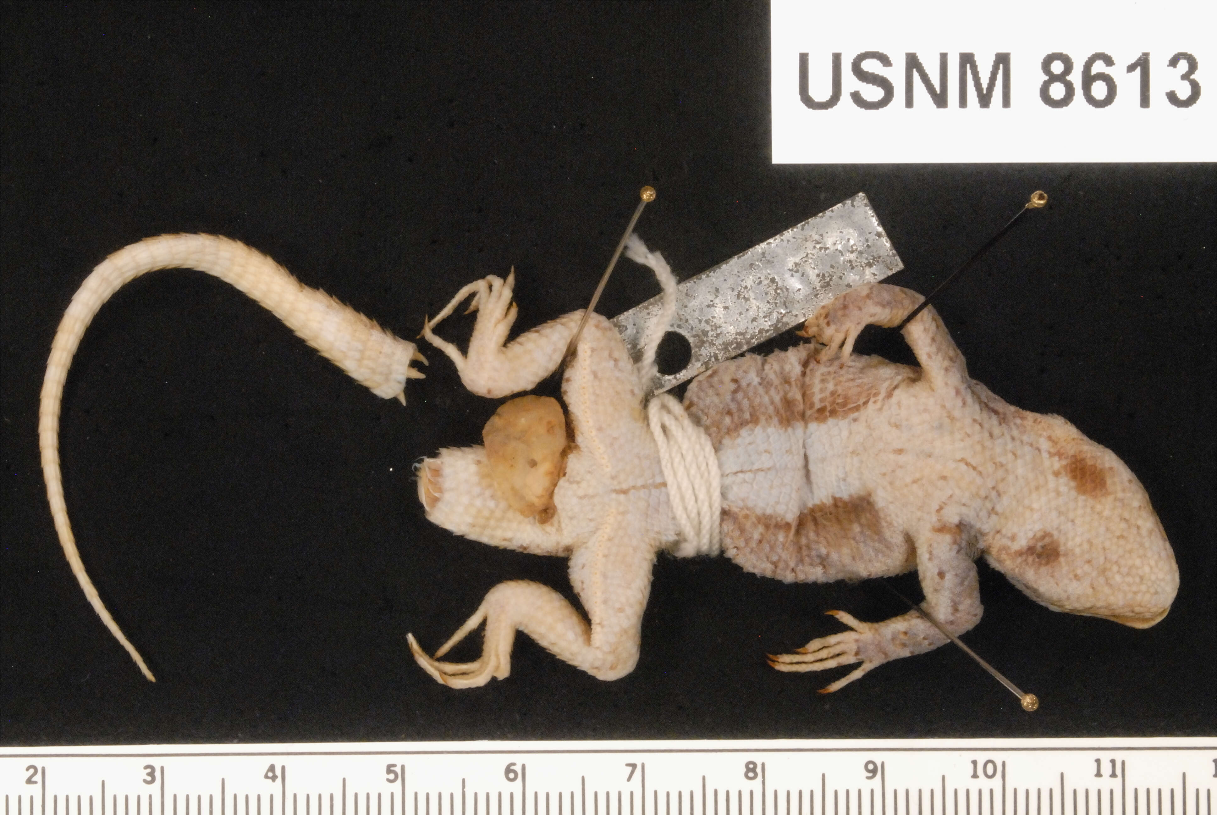 Image of Sceloporus tristichus Cope 1875