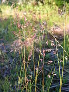 Image of Kentucky bluegrass