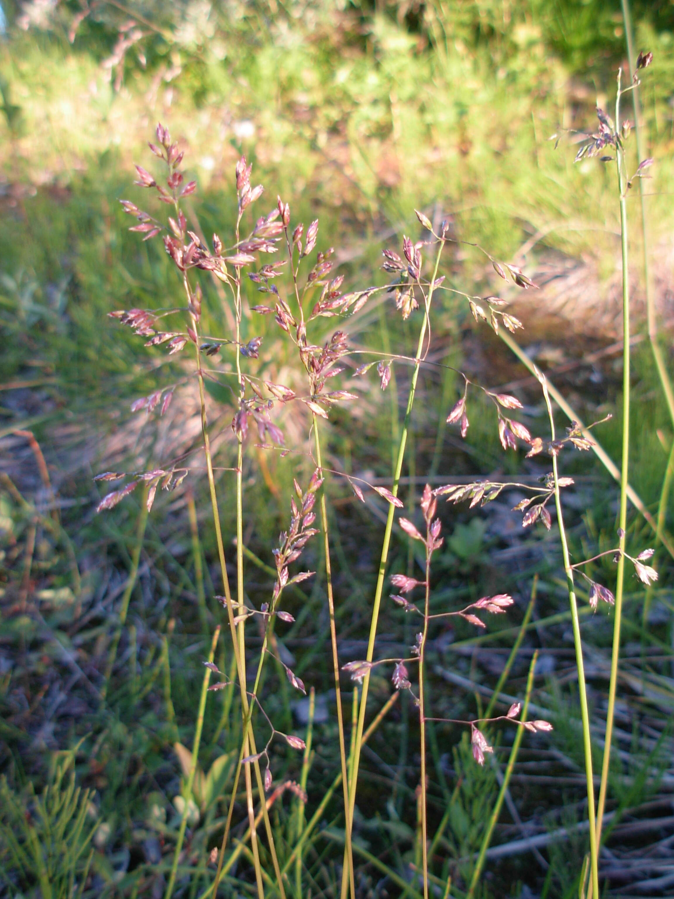 Image de Poa alpigena Lindm.