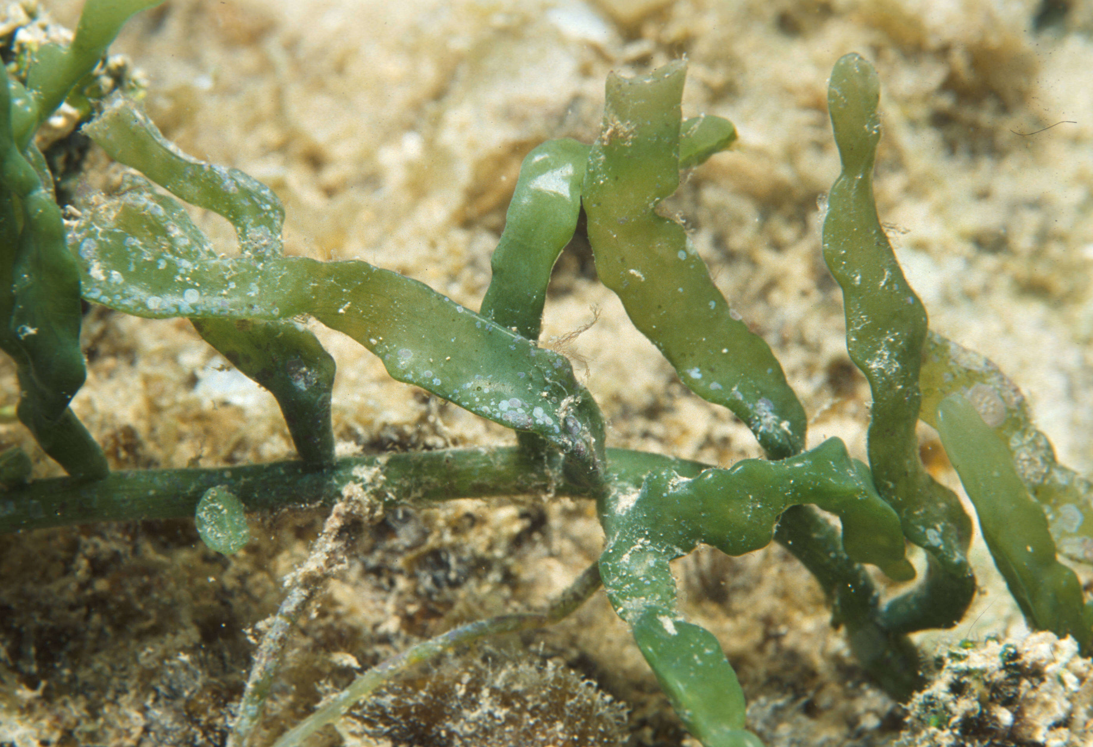 Sivun Caulerpa brachypus kuva