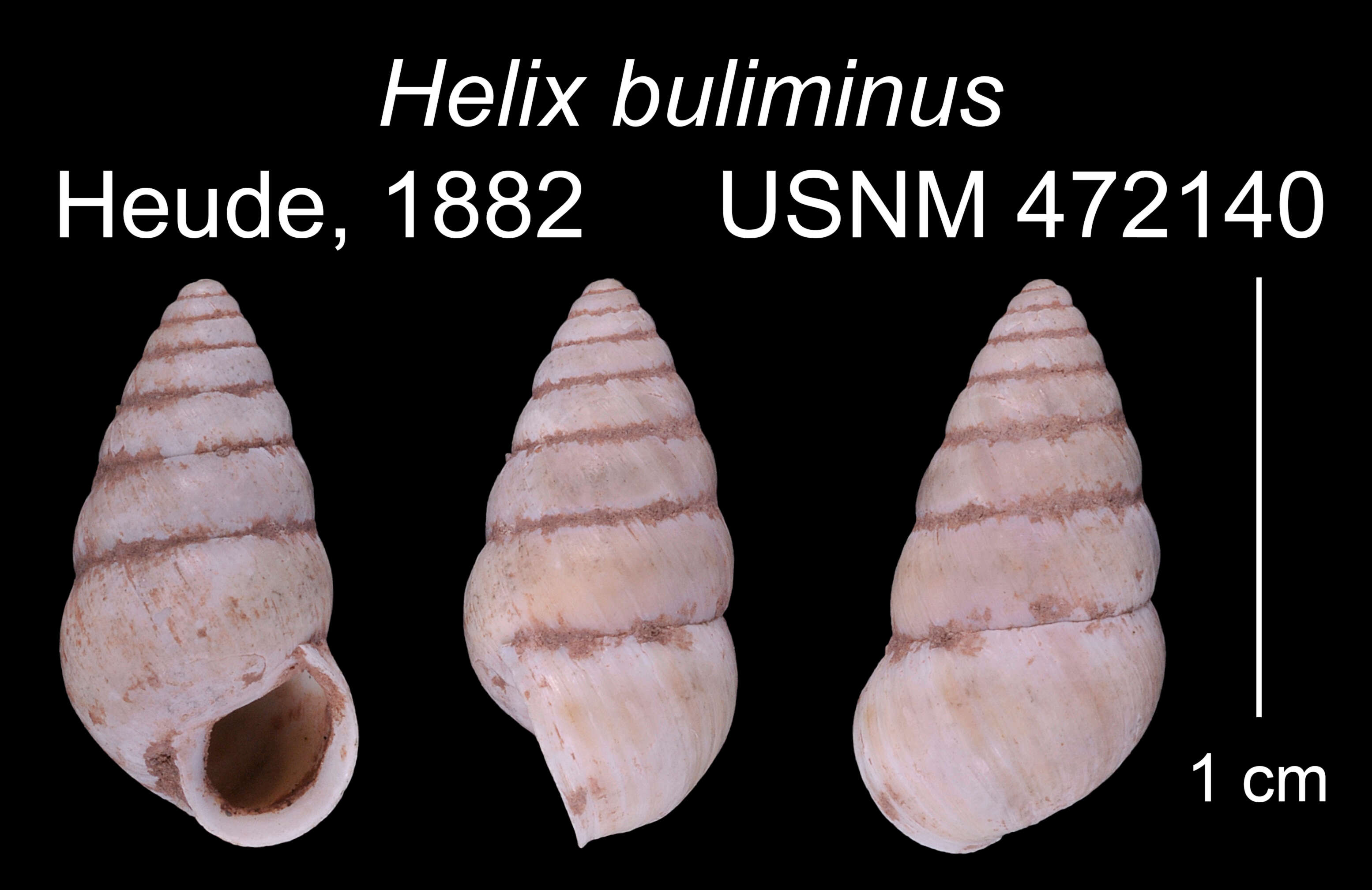 Image of Buliminopsis buliminus (Heude 1882)