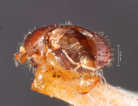 Image of Xyleborus pecanis Hopkins