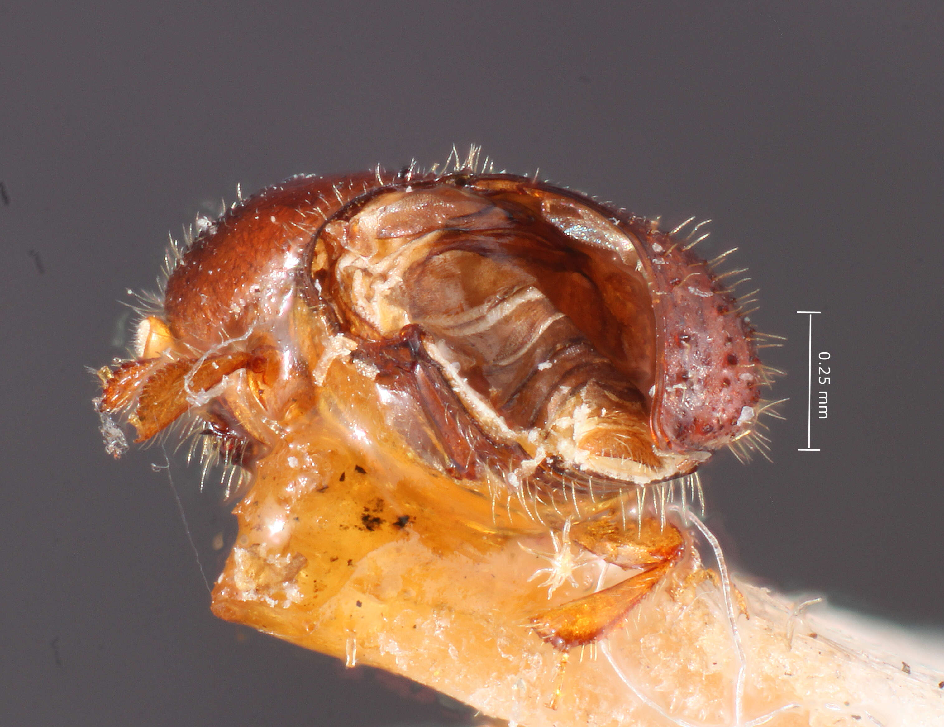 Image of Xyleborus pecanis Hopkins