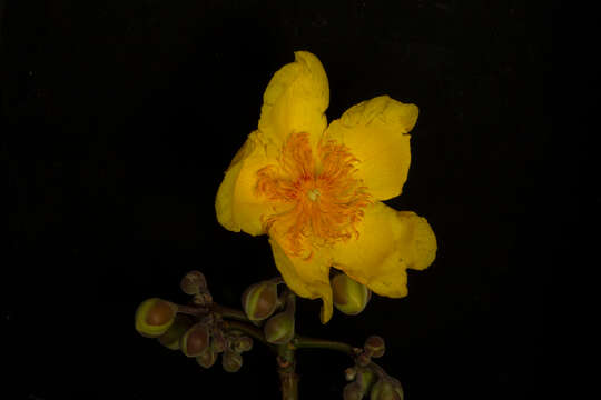 Imagem de Cochlospermum vitifolium (Willd.) Spreng.