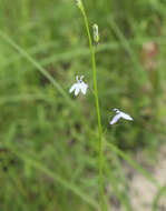 Image de Lobelia nuttallii Schult.