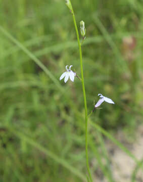 Image de Lobelia nuttallii Schult.