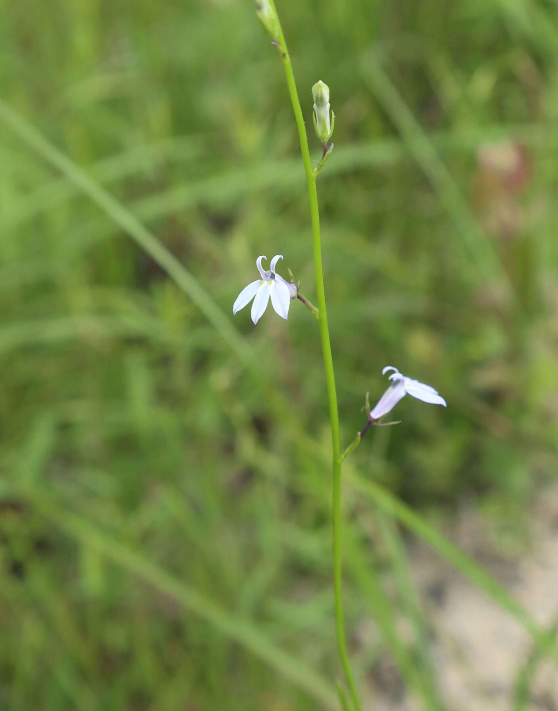 Image of Nuttall's lobelia