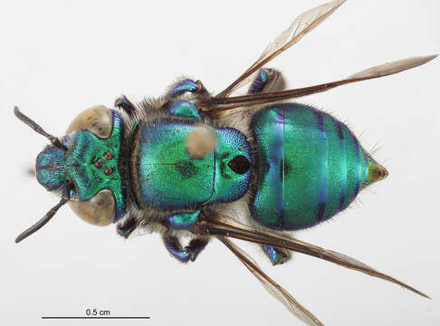 Image of Euglossa imperialis Cockerell 1922