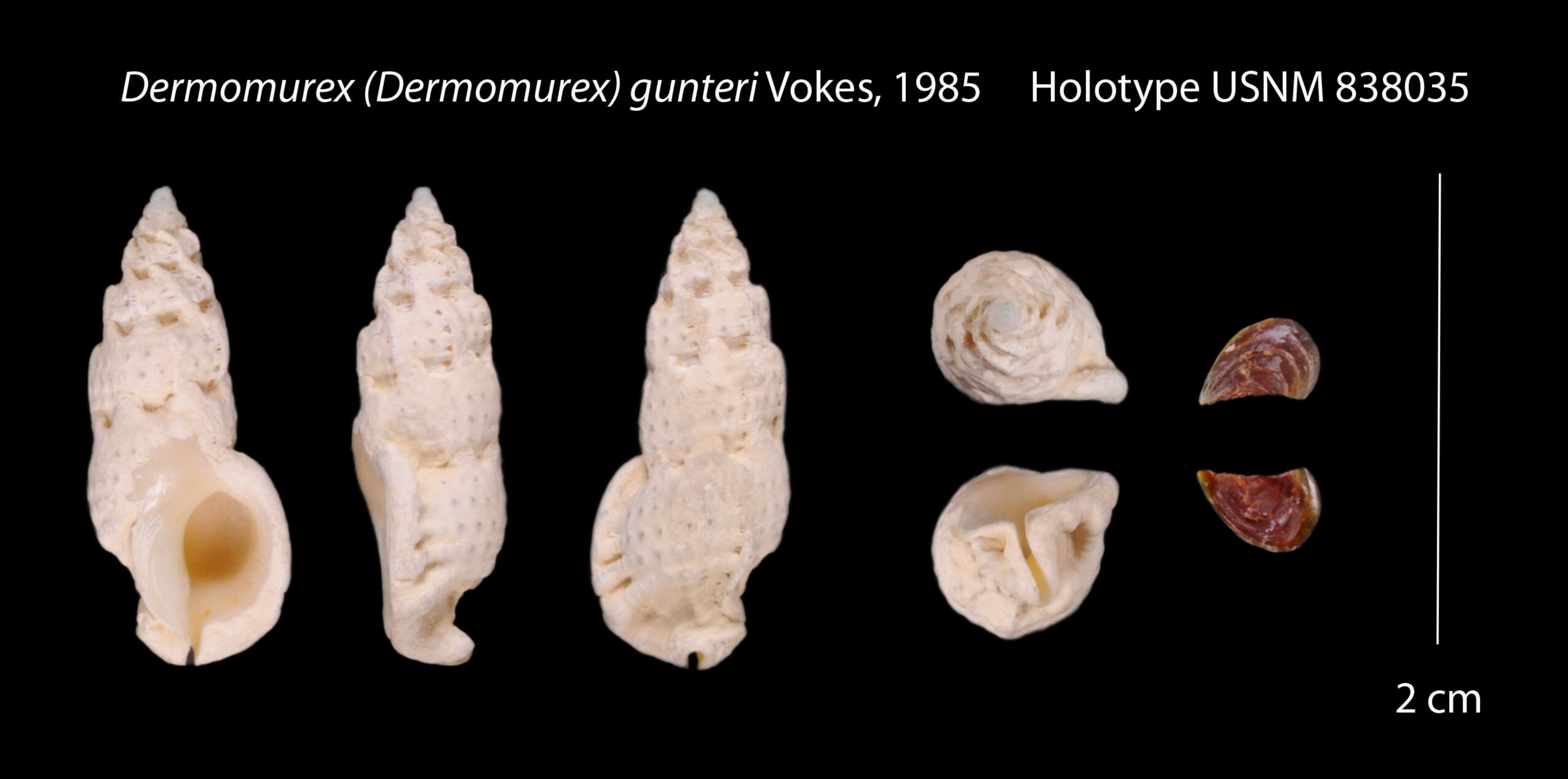 Image of Dermomurex gunteri Vokes 1985