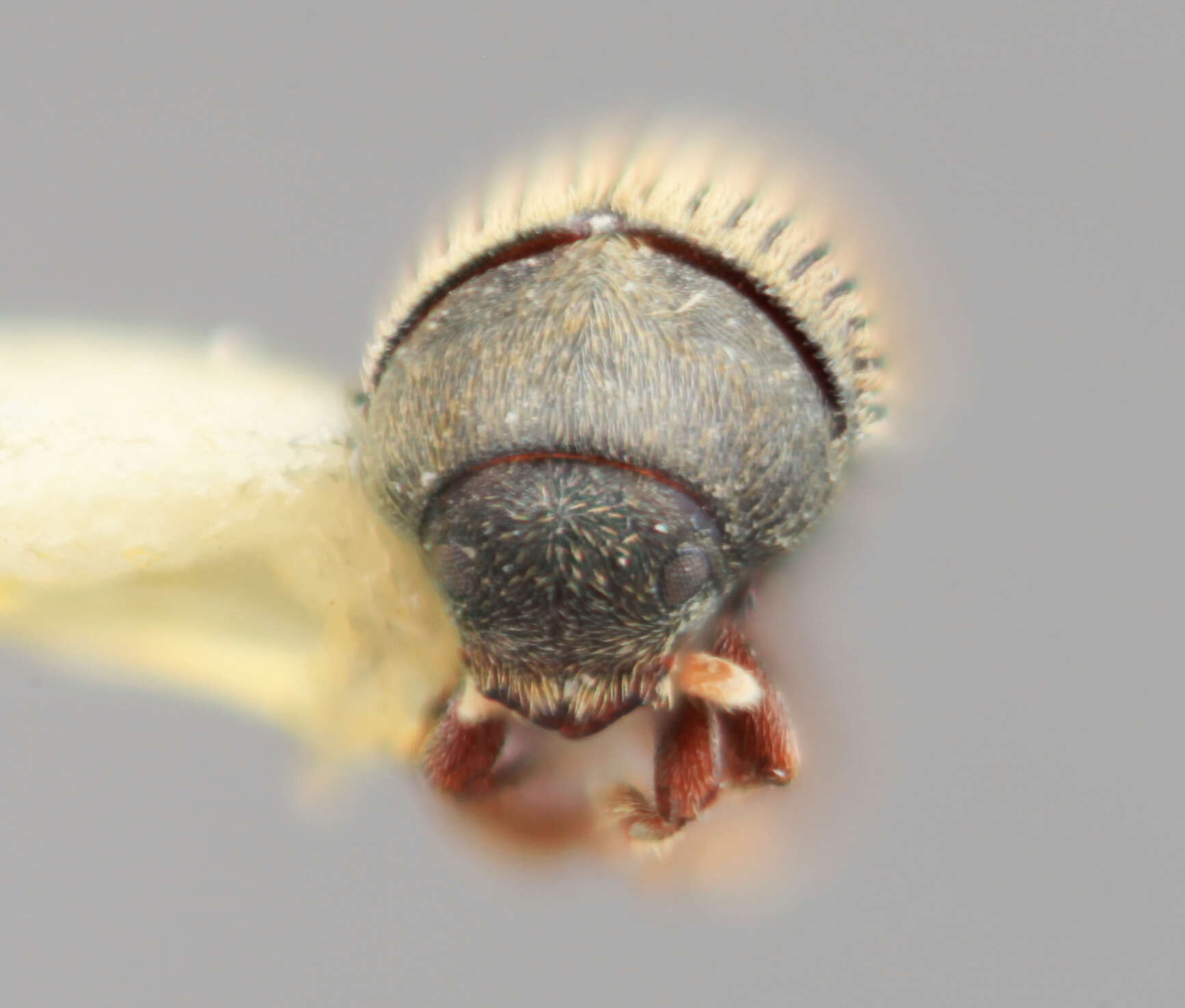 Image of <i>Phrixosoma minor</i>