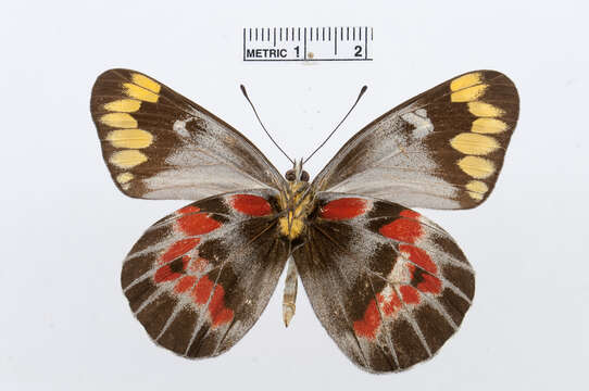 Image of Delias harpalyce (Donovan 1805)