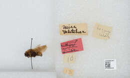 Image de Bombus insularis (Smith 1861)