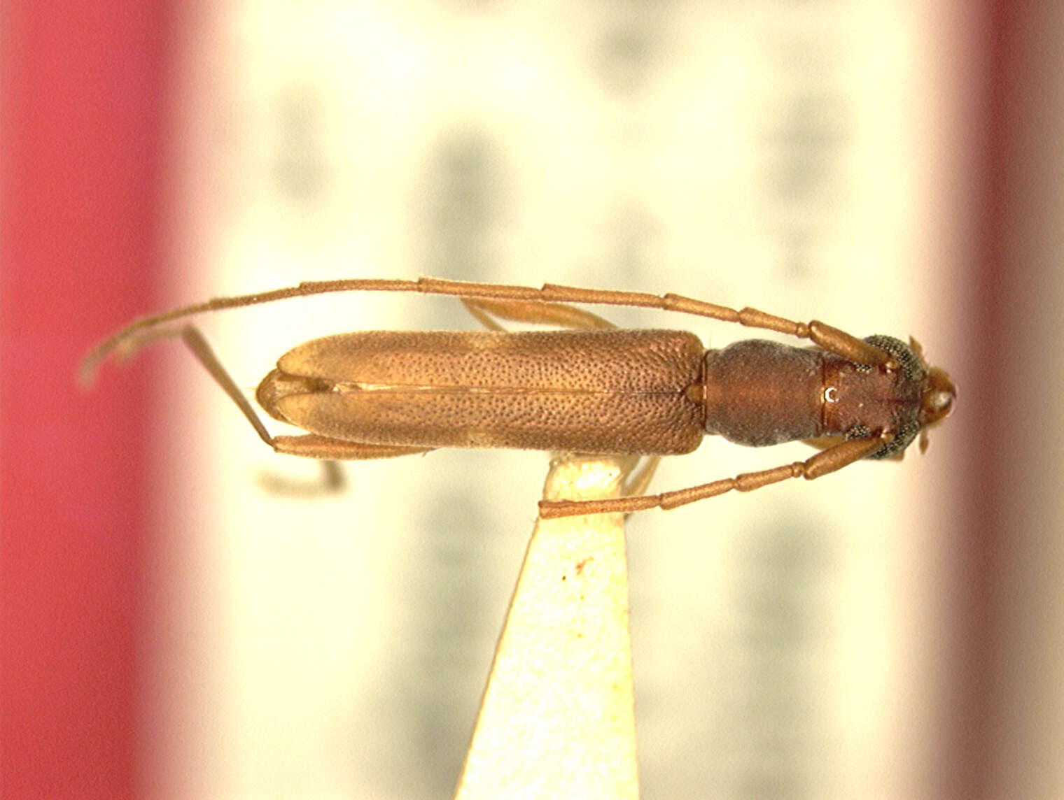 Image of Caribbomerus charynae (Micheli 2003)