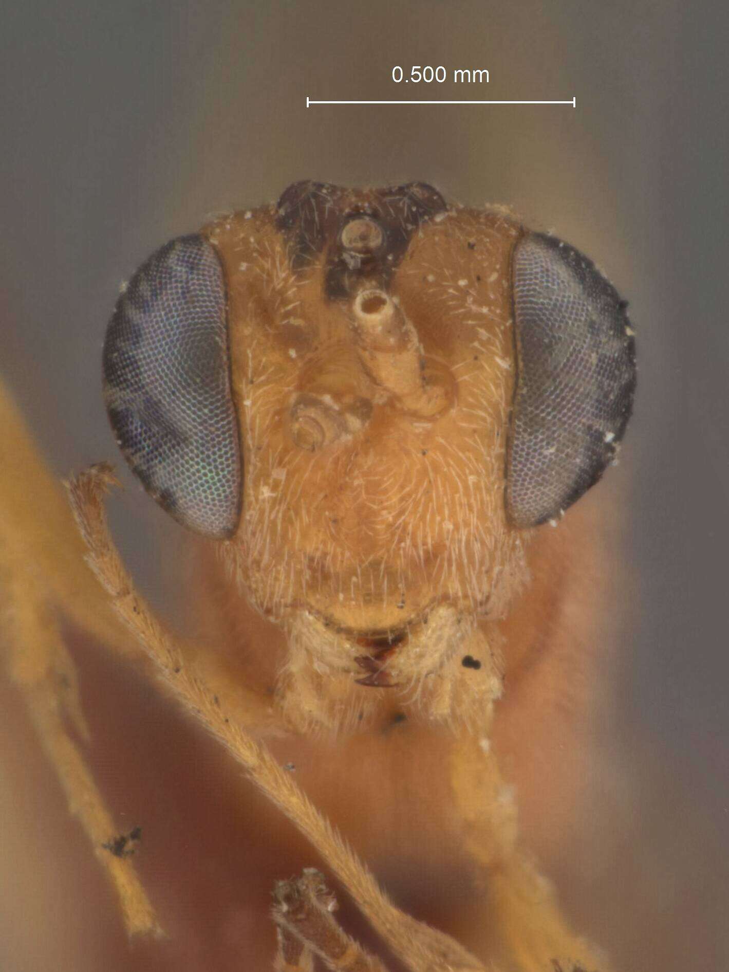 Image of Parasitoid wasp