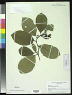 Sivun Alnus serrulata (Aiton) Willd. kuva