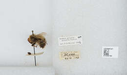 Image of Polar Bumble Bee