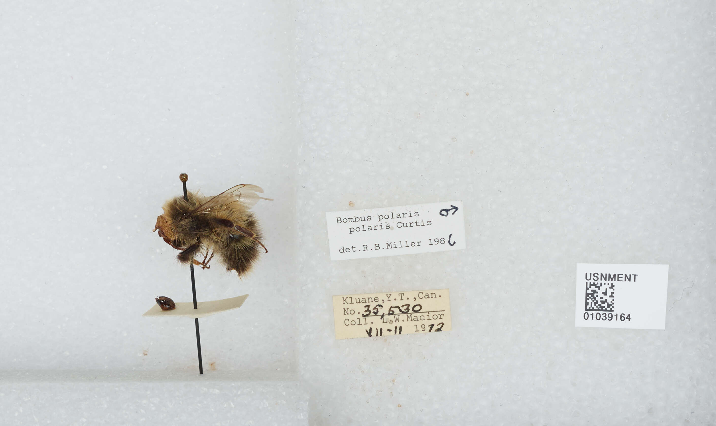 Image of Polar Bumble Bee