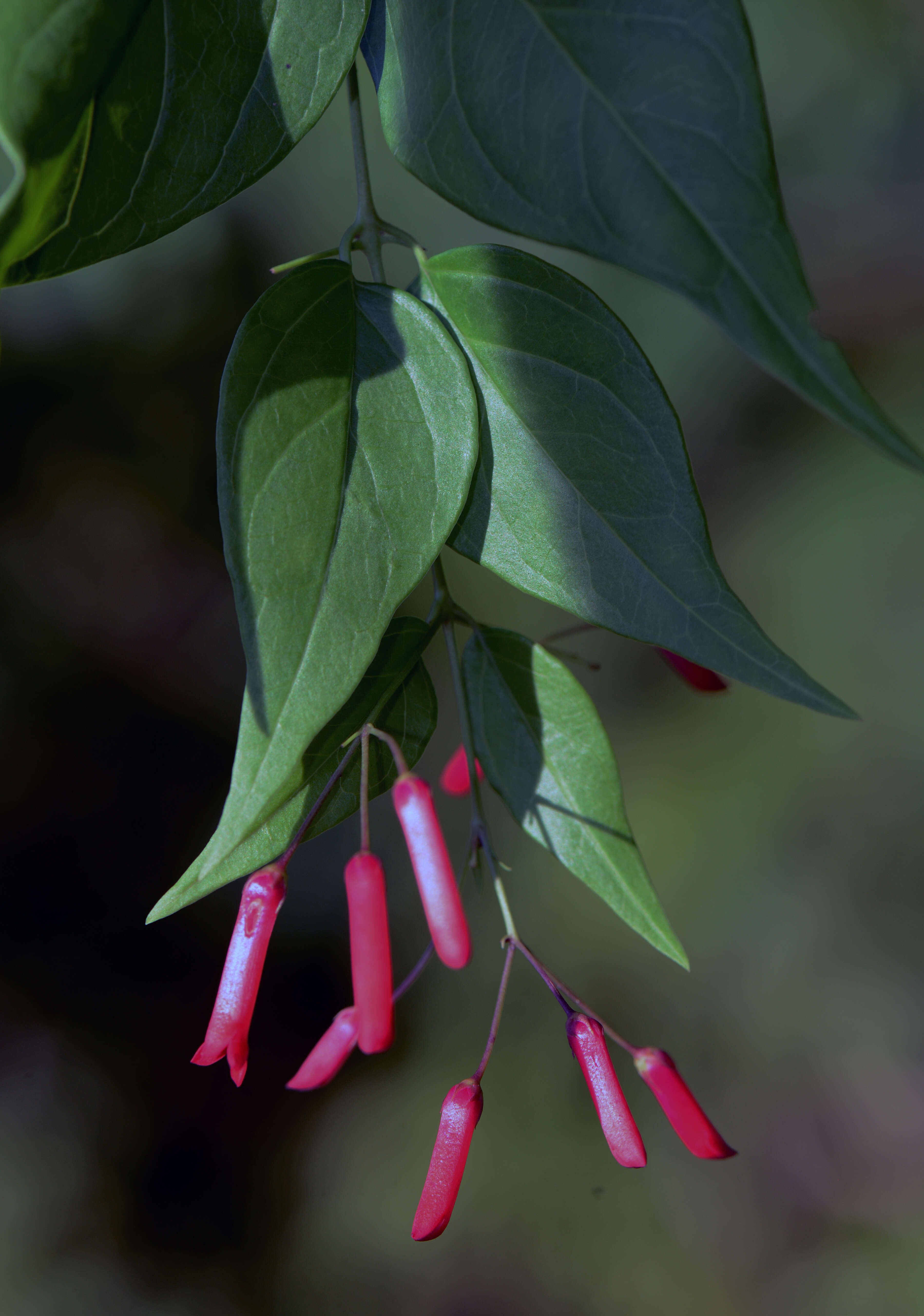 Russelia contrerasii B. L. Turner resmi