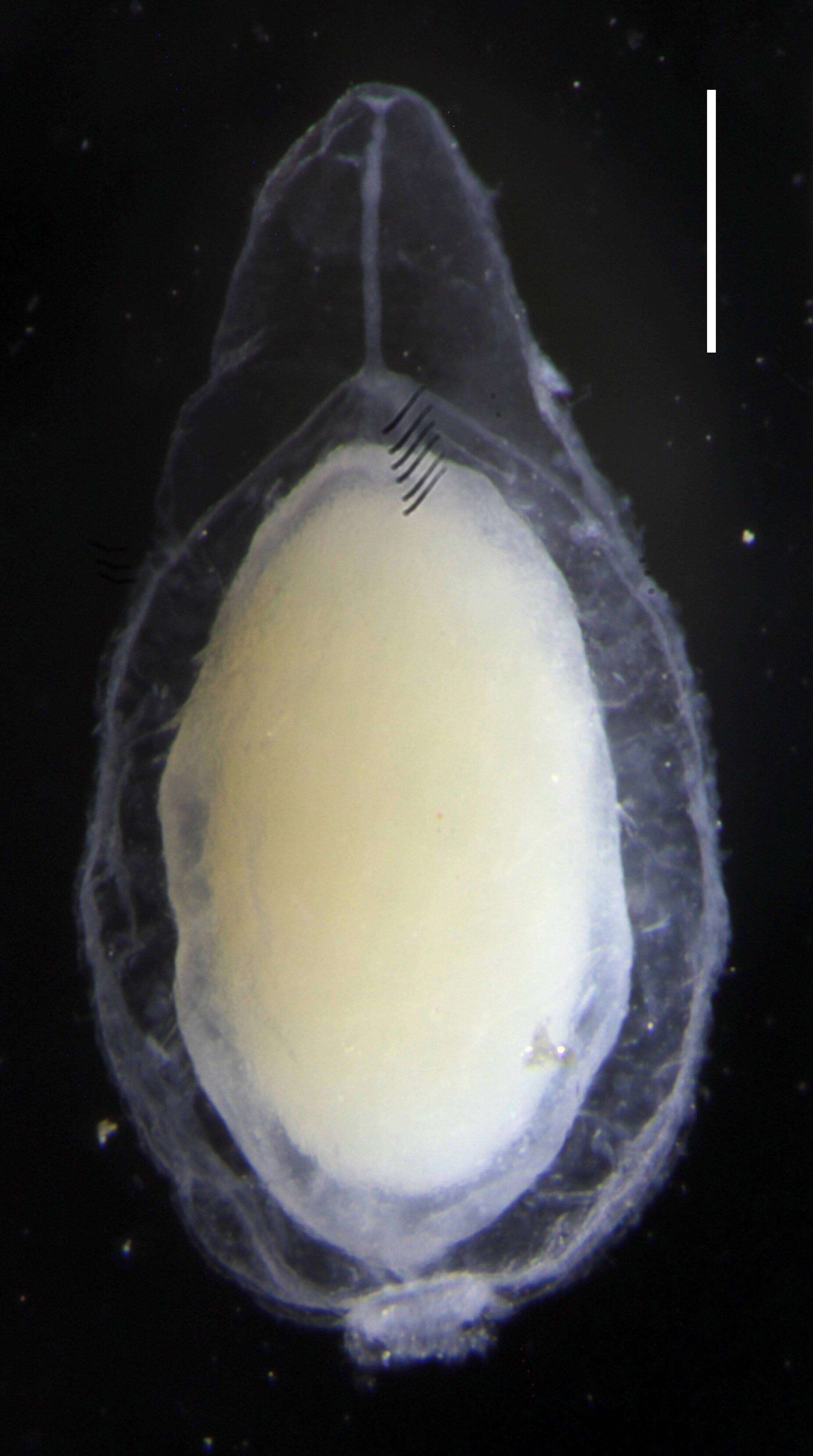 Sivun Resomia ornicephala Pugh & Haddock 2010 kuva