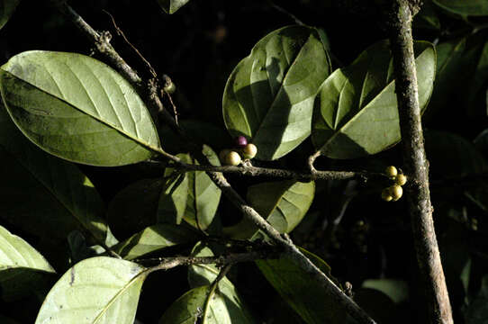 Image of Schlegelia parviflora (Oerst.) Monach.