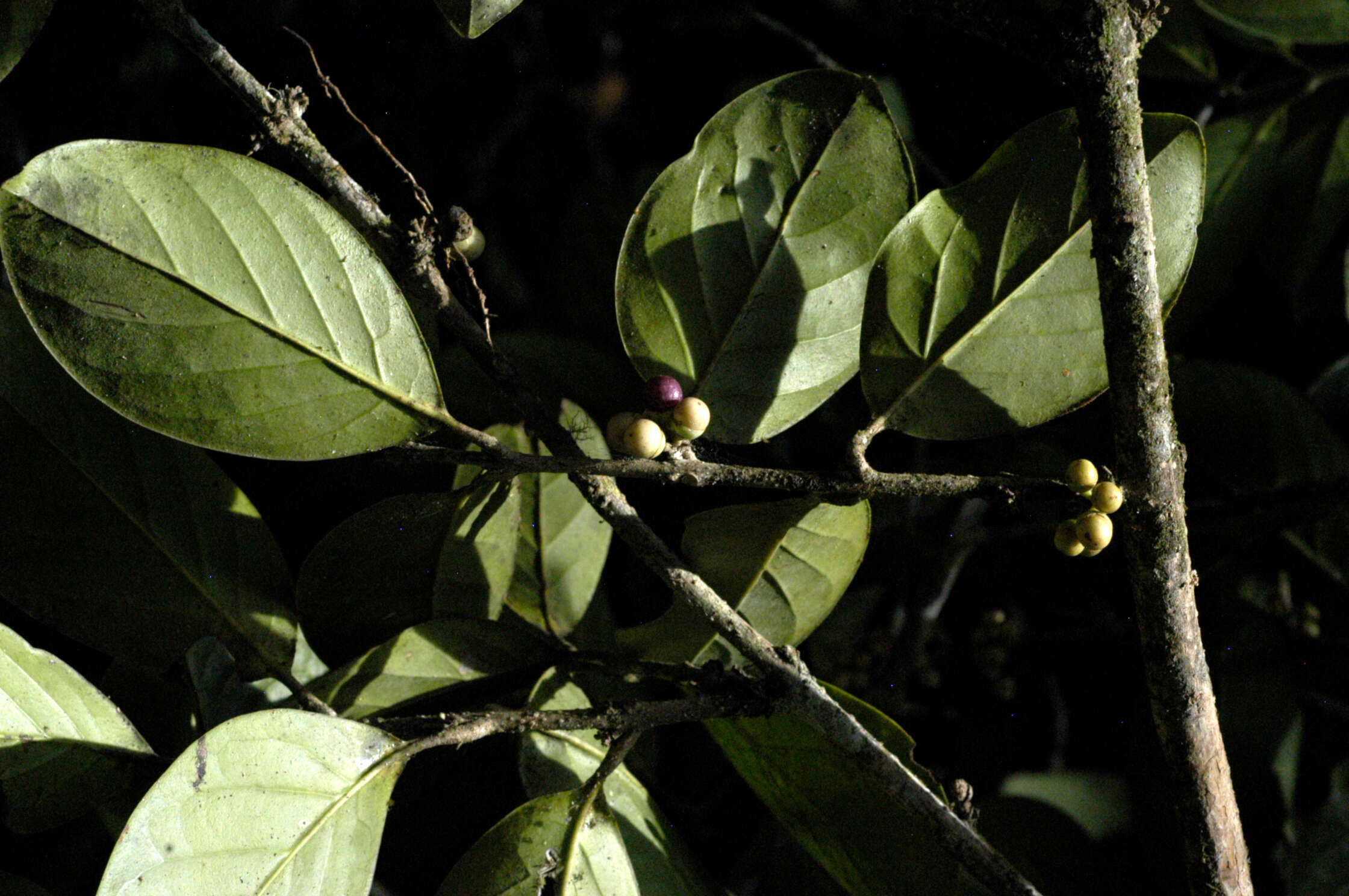 Image of Schlegelia parviflora (Oerst.) Monach.