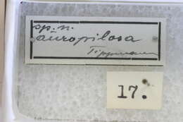 Image of Odontocera auropilosa Tippmann 1953