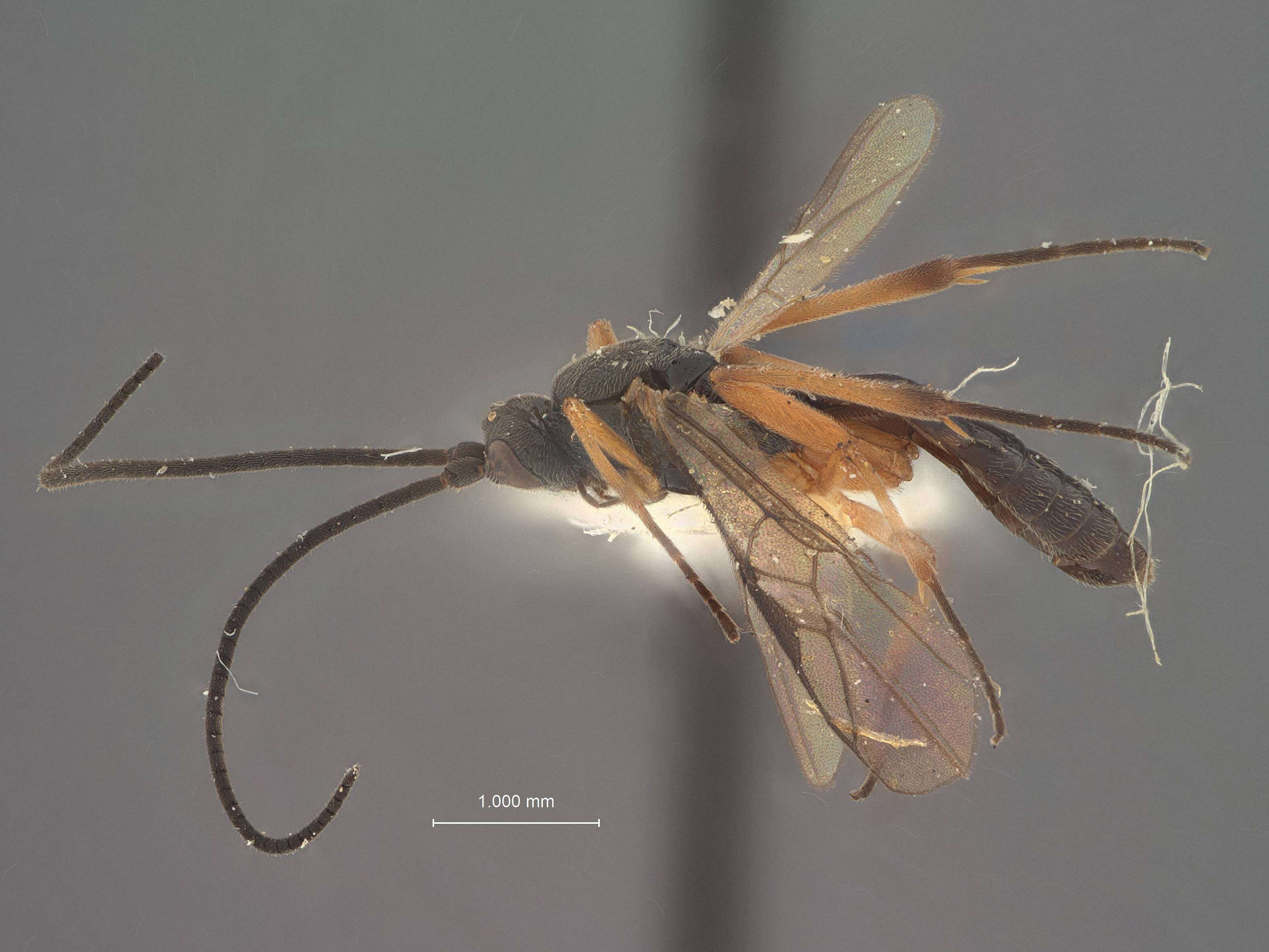 Image of Orgilus levis Muesebeck 1970