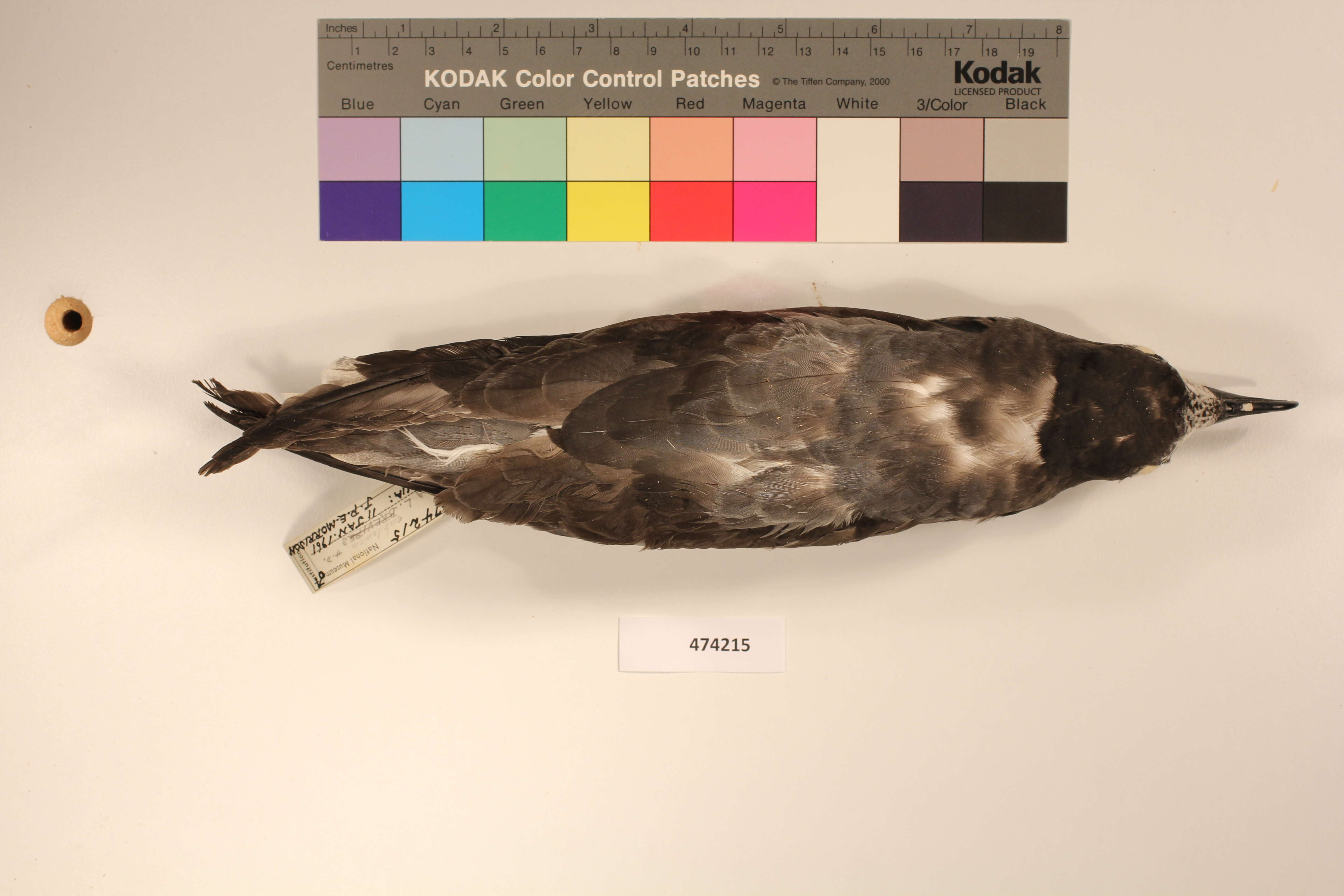 Image of Collared Petrel