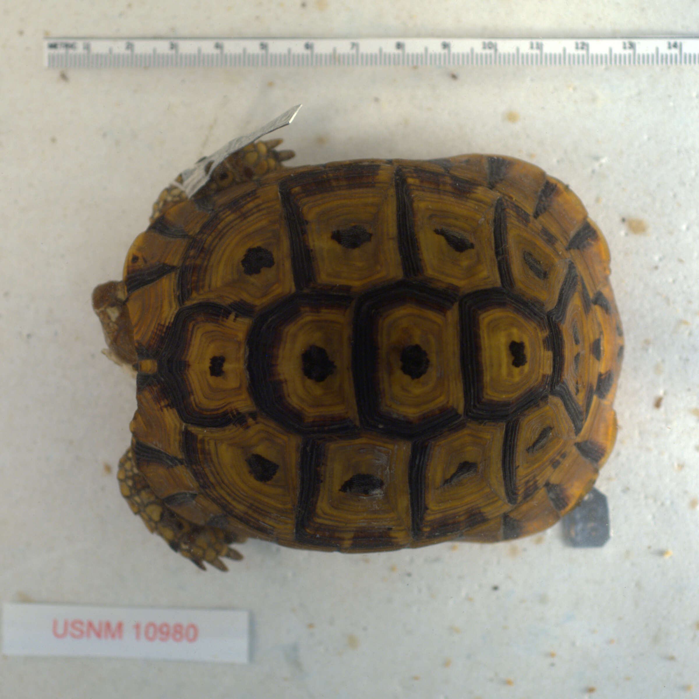 Image of Testudo graeca nabeulensis Highfield 1990