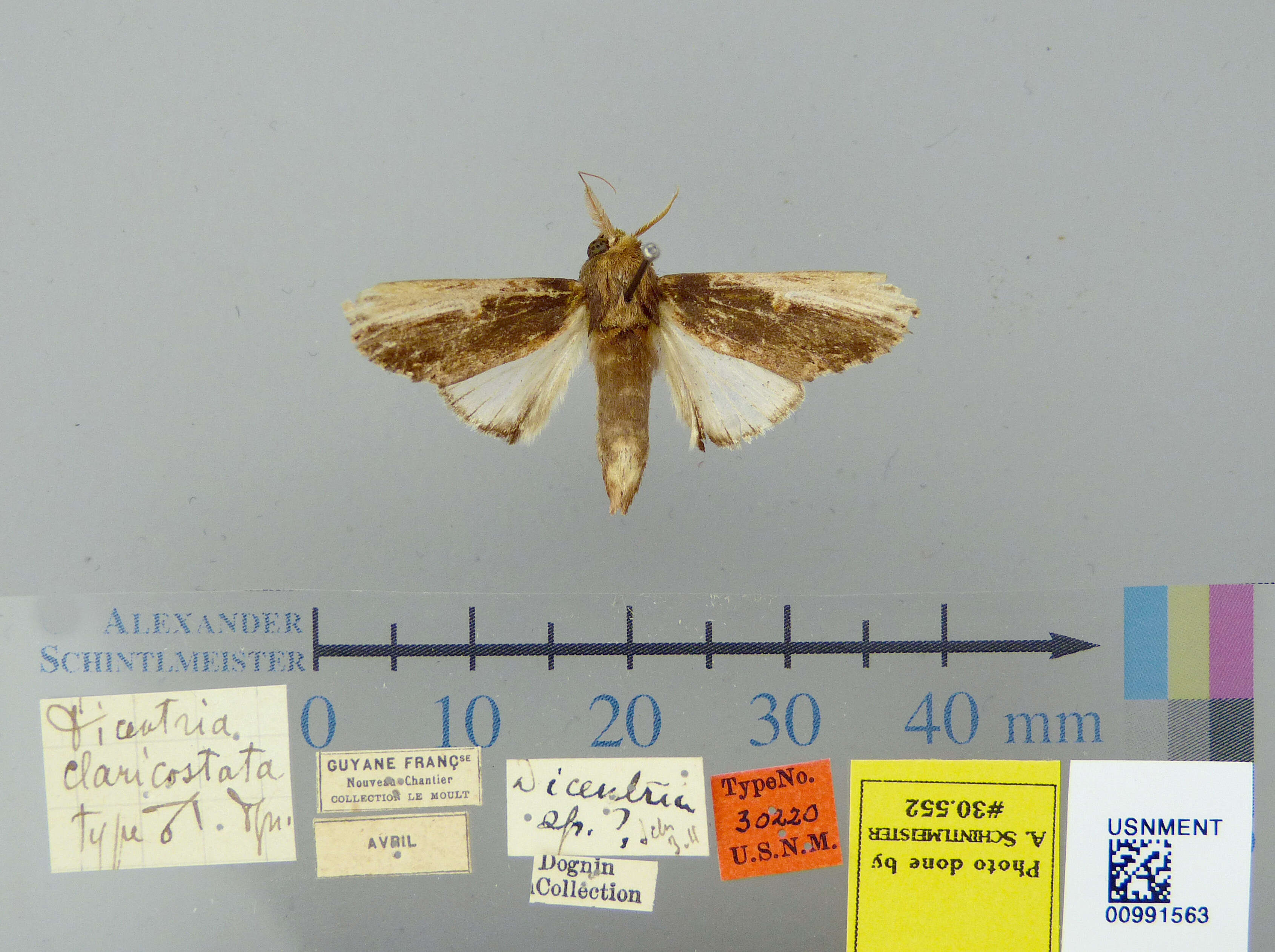 Image of Dicentria claricostata Dognin 1911