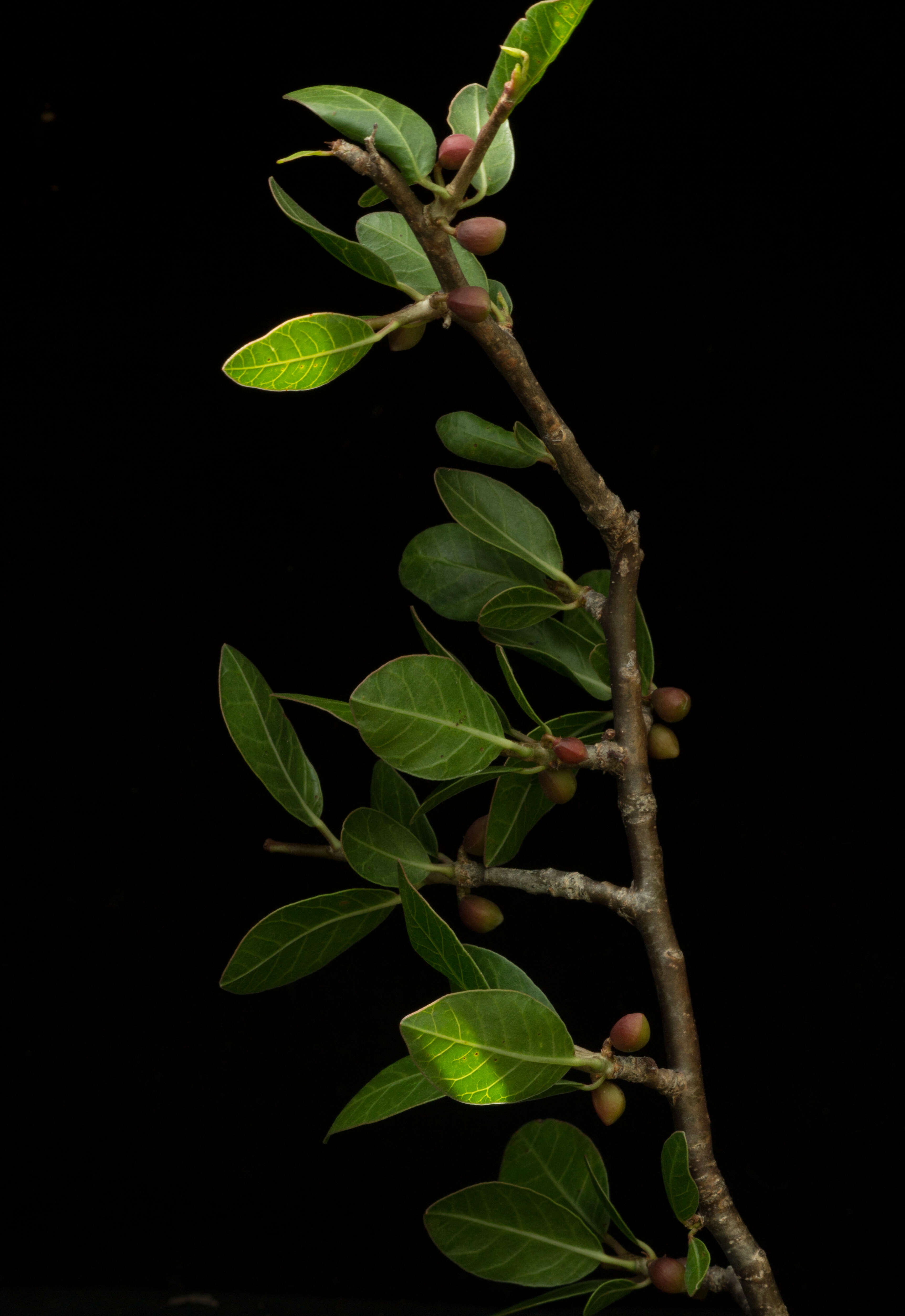 Image of Bursera schlechtendalii Engl.