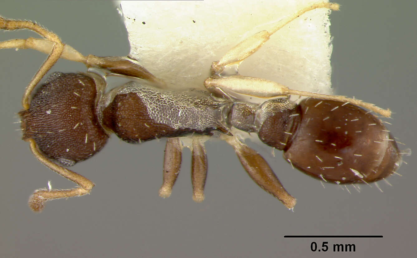 Image of Leptothorax ixili Baroni Urbani 1978